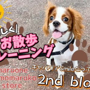 【 キャバリア 】全力スマイルで癒しを届ける!お散歩トレーニングの2ndブログ!