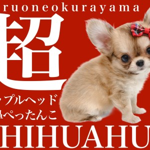 【 チワワ 子犬 】見事なアップルヘッドと超マズル短めの女の子登場!