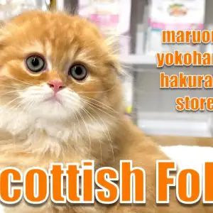 【 スコティッシュフォールド 】まん丸フォルムがたまらない!折れ耳の大天使降臨