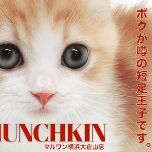 【 マンチカン 】一番人気レッド&ホワイトカラーの短足王子が横浜大倉山に出現!