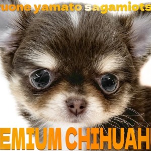 【 チワワ 】チョコタンカラーの小さめサイズ!プレミアム認定の最高峰の愛らしさ!