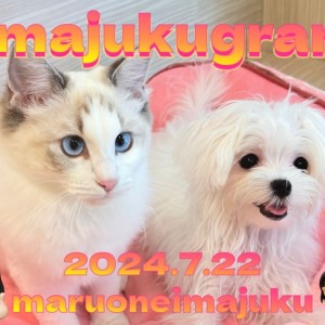 【 イマジュクグラム 】名コンビ爆誕!生後7ヶ月のマルチーズとラグドールに密着!