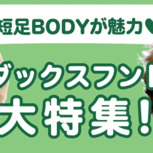 【 ダックスフント特集 】8/8現在在店中の胴長短足のアイドル!最新動画付き!