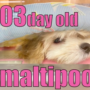 【 マルプー 】ベットの下からひょっこり!現在のトレーニング状況を公開!