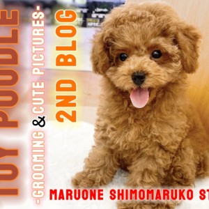 【 トイプードル 】プレミアムクラスの成長日誌!初心者でも飼いやすい良い子です!