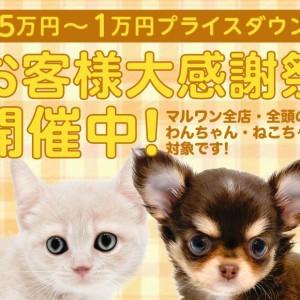【 お客様大感謝祭 】マルワンからペットライフを迎える方へプレゼント企画!
