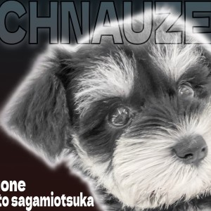 【 ミニチュアシュナウザー 】注目度上昇中ワンコ！ブラック＆シルバーの女の子！