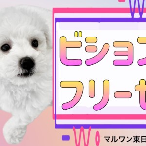 【 ビションフリーゼ 】純白の美男子登場!この子との生活ポイントもご紹介!