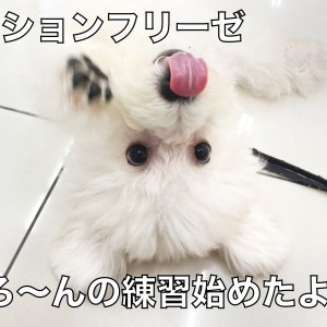 【 ビションフリーゼ 】ごろ~んマスター目指して練習スタート!