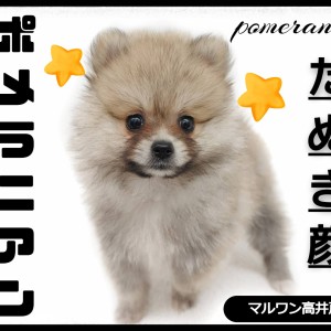 【 ポメラニアン 】ウルフセーブルの最強たぬき顔ポメが東京都杉並区に舞い降りた!