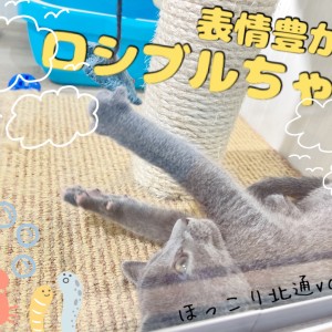 【 ほっこり北通Vol.96 】表情が豊か過ぎるロシアンブルー