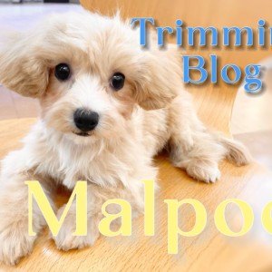 【 MIX 】トリミングも経験して可愛らしさ、飼いやすさも増した小柄なマルプー!