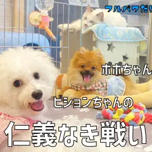 【 お友達トレーニング 】ポポちゃんとビションちゃんの仁義なき戦い開幕!!