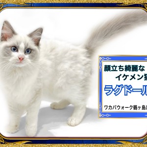 ラグドール 】イケメンに日々進化中！ぬいぐるみ猫ラグドール！ | マルワンBLOG | ペットショップ マルワン 小さめ子犬 美形な子猫  初心者安心のサポート