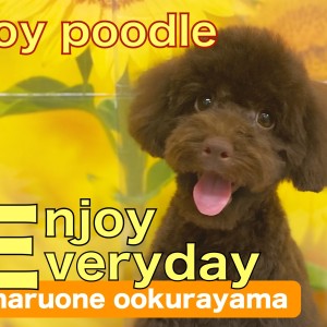 【 トイプードル 】初トリミングで可愛さ爆発!混じりっけなしブラウンカラー!