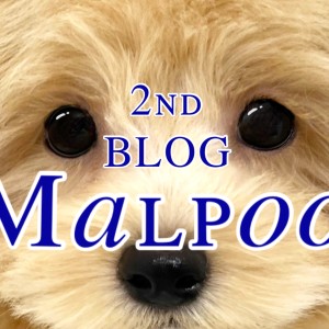 【 MIX 】初トリミング!ちょっぴり大きくなりました!【 2ndBLOG 】