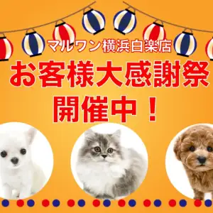 まるちゃん（感謝） あやっぺ on X