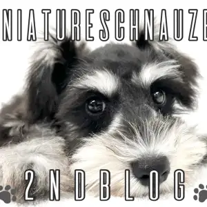 【 ミニチュアシュナウザー】シュナカットでちょっぴり大人!【2nd BLOG】