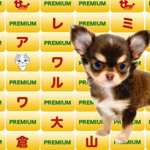 【 チワワ 】実録!プレミアムチョコタンチワワちゃんの1日に濃厚密着!
