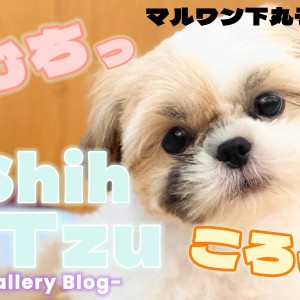 シーズー 】思わず撫でたくなる魅惑のボディ。あどけなさ満載の