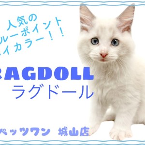 【 ラグドール 】おっとり癒し系!当店自慢の大きなぬいぐるみニャンコ