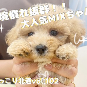 【 ほっこり北通Vol.102 】環境の変化なんてへっちゃらのマルプーちゃん!