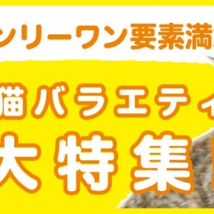 【 猫バラエティ特集 】9/26現在在店中のオンリーにゃんこ!最新動画は必見!