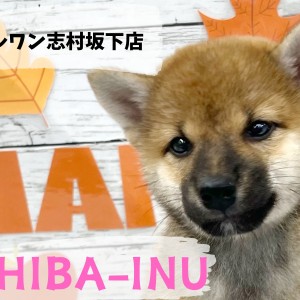 【 柴犬 】和犬代表!天真爛漫で人が大好きな柴犬の女の子が入店!