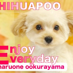 【感謝価格】 チワプー 】生後98日目！トリミングして更に可愛く大変身なの その他
