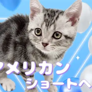 アメリカ80年代ビンテージ　手描きの瞳やまつ毛が美しい上品なペア猫ちゃん特大陶器 アメリカ80年代ビンテージ 手描きの瞳やまつ毛が美しい上品な