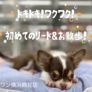 【 チワワ 】ドキドキ!ワクワク!初めてのリード&お散歩!