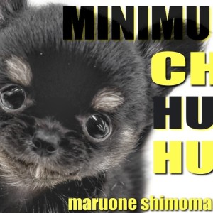 【 チワワ 】手のひらに乗る程の小さめサイズ！マロ眉が愛らしい愛され容姿の男の子