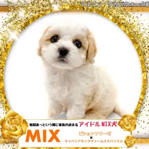 東京ファンミPR猟犬2枚 51cT8NllVOL._UF894,1000_QL80_.jpg