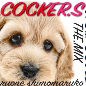 【 MIX 】両親はプードルとコッカー!コッカプーの容姿、性格、サイズが可愛い!