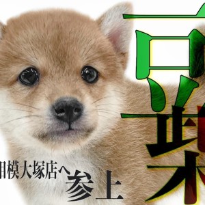 豆柴 】情熱の赤を身に纏った最小クラスのサイズをもつ小柄な