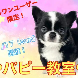 【 パピー教室 】マルワン横浜元町店11月のパピー教室開催のお知らせ