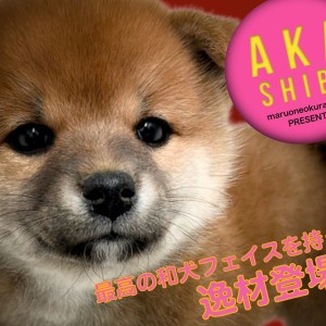 赤柴 】丸顔・どすこい・穏やかな最高の和犬フェイスの逸材