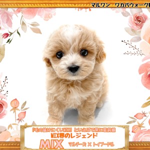 【 MIX 】毛の抜けにくいMIXといえばこの子!アプリコットのマルプー