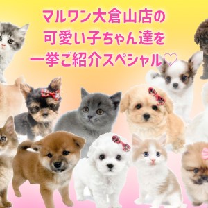 【 お客様感謝祭開催中 】大倉山店の可愛い子ちゃん達を一挙ご紹介!