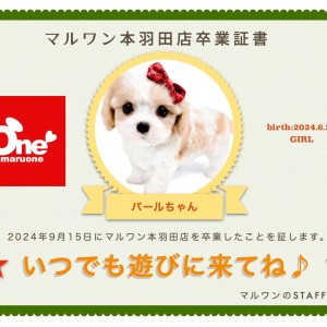 【 卒業記念 】パールちゃん卒業おめでとう!今までの感謝を込めて〜卒業ブログ〜