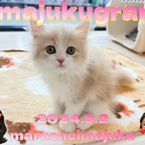 正規品♡ベビモコCAT上下セット♡オフホワイト　サイベリアン ベビモコCATジャガードプルオーバー(ニットプルオーバー