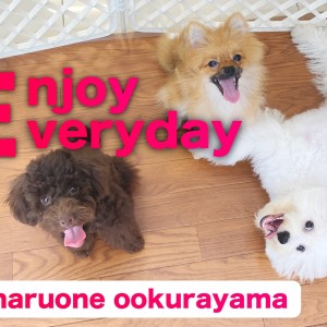 【 モフモフトリオ 】運動・しつけ・愛情でトレーニング!遊んで賢く成長中!