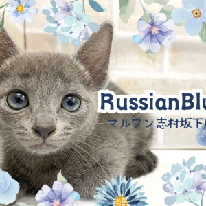 ロシアンブルー ロシアンブルー 】艶やかなブルーを纏った天使！ロシアンブルー