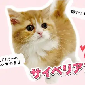 【 サイベリアン 】美しきレッドの被毛を纏った超甘えん坊癒し系キャット!