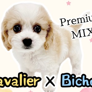 【 MIX 】キャバションの魅力に迫る!可愛さと個性が詰まったパーフェクトMIX
