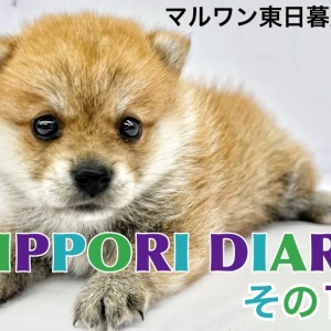 【 NIPPORI DIARY その11 】入店速報!不思議ちゃん系ポメ柴MIX