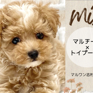 【 MIX 】MIX界の人気者!ふんわりカラーの癒し系マルプーちゃんが降臨!