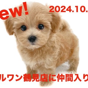 MIX 】新たに仲間入り！通称マルプーちゃんの女の子