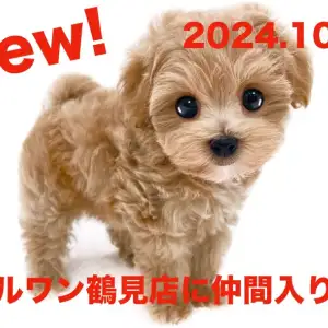 MIX 】新たに仲間入り！トイプードルとマルチーズのMIXマルプーの 
