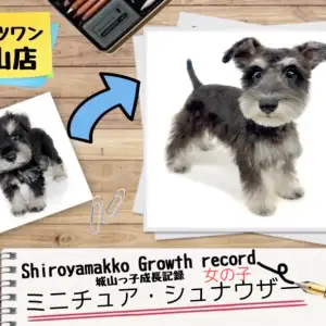 ミニチュア・シュナウザー 】城山っ子成長報告！2024年10月30日  